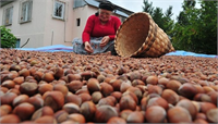 1 Türkiye de fındık üreticisi sayısı 502 bin civarında Fındık üretimi 0 rakımdan 1 000 rakıma kadar 33 ilde yapılmasına karşın daha çok 13 ilde öne çıkıyor