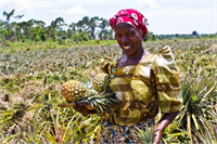 Kongo nun ekonomisi tarıma dayanır Köylüler ekime elverişli toprakları en ilkel metodlarla işler Geleneksel tarım ürünlerinin yanısıra yağ palmiyesi manyok yer fıstığı şekerkamışı kauçuk tatlı patates ananas muz kakao ve tütün başlıca ürünlerdendir Niari Vadisi tarıma en uygun bir vadidir