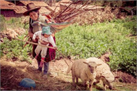 Peru da dağlık bölgenin yüksek düzlüklerinde yaşayan Yerliler in çoğu yaşamlarını sürdürebilmek için mısır patates fasulye ve buğday yetiştirir hayvancılık yapar Yerliler ayrıca evlerde dokudukları giysileri kendi yaptıkları çanak çömlekleri pazarlarda satarlar Sığır ve koyundan başka yük hayvanı olarak lama yününden yararlanmak için alpaka yetiştirilir