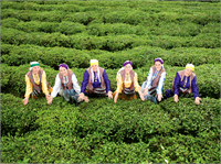 Dünyada en çok tüketilen içitlerden biri olan çay bitkinin yapraklarının elle toplanıldıktan sonra çeşitli işlemler sonucu mayalanmadan kavrulması soldurulması kıvrılması ve kurutulması sonucu elde edilen ürünün demlendirilmesiyle hazırlanır