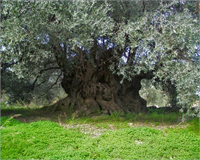 Zeytinde Hasat Dönemi