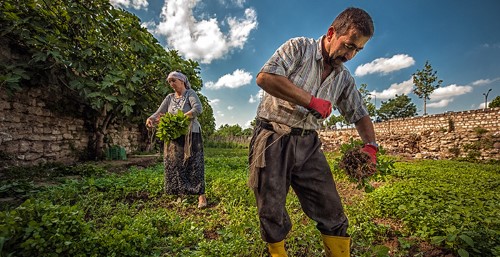 2 Tarım Kredi Kooperatifi Bu kooperatifin amacı tarımsal üretimde kullanılmak üzere ortaklarına ucuz ve yeterli kredi sağlamaktır Bu kooperatiflerin ortakları genelde küçük çiftçilerdir