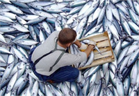 5 Su Ürünleri Kooperatifi Her türlü su ürünlerinin üretimi işlenmesi depolanması ve pazarlanması konularında ortaklarına hizmet vermektedir