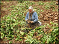 6 Pancar Ekicileri Kooperatifi Pancar ekicileri kooperatifleri üretim esnasında ortaya çıkan toprak hazırlığı ekimi işleri pancar ve diğer tarım ürünlerinin yetiştirilmesi korunması gibi gerekli tedbirlerin alınmasına ve ortakların bilgilendirmesine yönelik çalışmalar yapar
