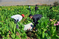 7 Tütün Tarım Satış Kooperatifi Bu kooperatifin amacı ülkede tütün üreticilerinin daha fazla kazanç elde etmesini sağlamaktır