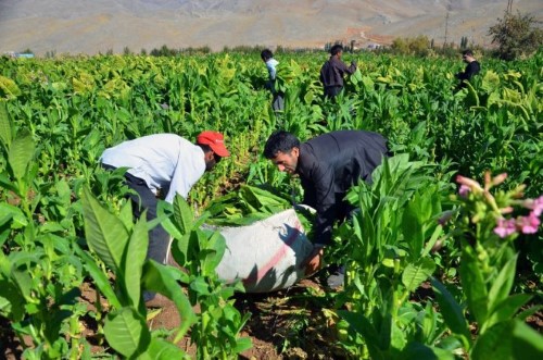 7 Tütün Tarım Satış Kooperatifi Bu kooperatifin amacı ülkede tütün üreticilerinin daha fazla kazanç elde etmesini sağlamaktır