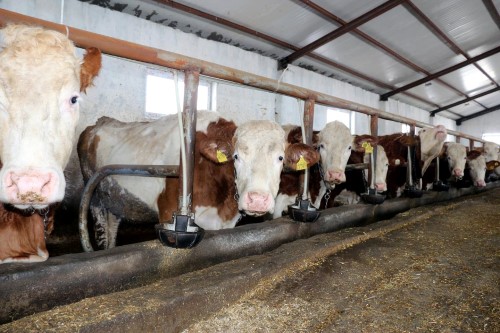 8 HAYKOOP Ortak birliklerinin ve bunlara bağlı kooperatiflerin ortaklarının küçük ve büyük baş ile kanatlı arı hayvan ve bunlara ait ürünlerinin üretimi işlenmesi pazarlanması ve verimlerinin artırılması için ıslah çalışma yapmayı amaçlamaktadır