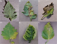 8 Bitki Hastalık Teşhis Aplikasyonu Geliştirilen bu mobil aplikasyon küçük çiftçilerin bitki hastalıklarının fotoğraf yardımı ile hızlı ve kolay bir şekilde tespit ve analiz edilmesi için düşünülmüş Uygulama bir cep sözlüğü gibi çalışıyor uzmanlar ve danışmanlar olmadan da sahada durumları anında tespit etmesi büyük önem taşıyor Tarlada şimdilik 60 a yakın teşhis sağlanabilse de bu sayının hızlı bir şekilde arttırılması hedefleniyor
