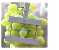 6 Akıllı Dendrometre Gövde yaprak meyve gibi bitki veya ağaçların bölümlerine takılan otomatik dendrometreler ile istenilen değerler alınarak bitkinin sağlık durumu hakkında bilgi sağlanıyor gübreleme ve sulamada tasarruf sağlanıp ürün hasat verimi tahmin edilebiliyor