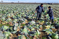 Tarımla uğraşan üreticinin tarımsal alanda kendisine bir faydası olmadığı düşüncesiyle hareket etmesi ve arazisini amaç dışı kullanıma açması