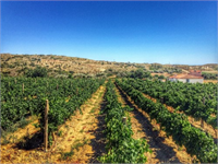 Bu başlıca sorunlara çözüm olabilecek en önemli noktalar ise ilk üreticinin tarım arazisinden vazgeçmemesi ve toprağını değerlendirmesi olmalıdır