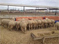 Koyun yetiştiriciliğini gerçekleştirecek olduğunuz çiftlikte hayvanlar için yeterli sayıda yemlik suluk ve yalaklar bulunmalıdır