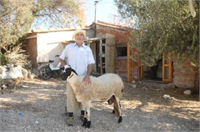 Doğru zamanlı yapıldığı takdirde koyun yetiştiriciliği karlı bir üretim olarak değerlendirilmektedir