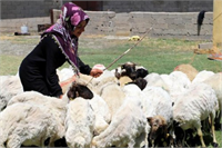 Peki koyun yetiştiriciliği yapmak isteyenler öncelikle nasıl adım atmalıdır Neler yapmalıdır