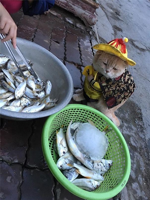 İşte sosyal medyanın yeni fenomeni Vietnamlı balıkçı kedi