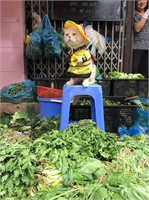 Sosyal medyanın meşhur kedilerine şimdi de Vietnam dan bir üye katıldı Balık pazarında çekilen bu görüntü onbinlerce kez paylaşıldı