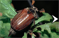 Fındıkta Mayıs Böceği