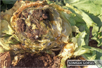 Beyaz Çürüklükler Hastalığın belirtileri bitkilerde kök gövde yaprak ve meyvelerde çürümelere sebep olmasıdır Çürüme gösteren doku üzerinde ardından pamuk gibi beyaz bir kitle meydana gelir Bu kitle koyulaşır ve sert küçük siyah renkli yapılar meydana gelir