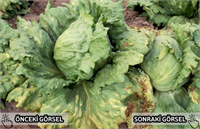 Genellikle marulların alt yapraklarında görülen mildiyö nemli havalarda kararıp çürür ve alt yüzünde beyaz kül gibi bir görünüm oluşur