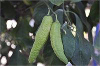 Görenler biber sanıyor ama