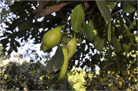 Aile bireylerine ait evlerinin bahçesinde bulunan limon ağacının dalları arasında ilk kez bibere benzeyen limon meyvesi gördüğünü ve şaşırdığını belirten Akif Mert yıllardır meyve veren bu limon ağacında ilk defa bibere benzeyen ama biber olmayan limon görünce ilgimi çekti Mert İlk defa böyle bir limon gördük çok şaşırdık dedi