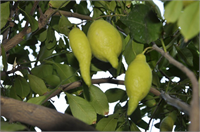 Aynı ağaçta bulunan limon ile bibere benzeyen limonu dalından kopararak tadan Akif Mert biber şeklindeki limon meyvesinin kabuk kısmının daha kalın meyve kısmının ise yok denecek kadar az olduğunu söyledi