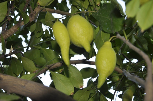 Aynı ağaçta bulunan limon ile bibere benzeyen limonu dalından kopararak tadan Akif Mert biber şeklindeki limon meyvesinin kabuk kısmının daha kalın meyve kısmının ise yok denecek kadar az olduğunu söyledi