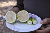 Bahçede bulunan limon ağacının dalları arasındaki biber şeklindeki meyvelerin görüntüleri de sosyal medyada ilgi gördü