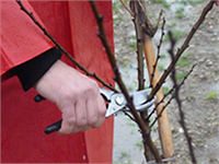 Hastalıklı ve kuru dallar alınarak mücadeleye yardımcı olunur