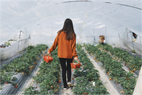 Dünya da Tarım Alanları