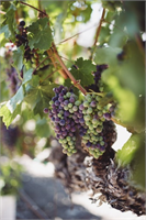 Dünya da Tarım Alanları