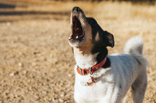 Köpek Çok yüksek sesle uluma ve ağlama havlayarak sahibini bina dışına çıkarma bir şey yemememe tek doğrultuda koşturup geri dönme toprağı kazma göğe bakma yeri dinleme sahibini ısırma ortadan kaybolma kümeleşme gibi hareketler sergilediği gözlemlemiştir