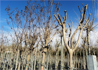 Oya Ağacı gibi türlerde ise budama ağaçlar sürmeden kışın veya erken ilkbaharda yapılmalıdır Aksi halde o yıl açacak çiçeklerin tomurcukları da budamada alınmış olur ve ağaç o yıl çiçek açmaz