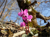 Cemre İlkbahar başlangıcında yedişer gün arayla önce havada sonra su ve toprakta oluştuğu sanılan sıcaklık artışı anlamına geliyor Cemre aynı zamanda kor durumunda ateş anlamına da gelirken vatandaşlar cemre tarihlerini ilkbahara yakın bir süre kala aratmaya başladı adsbygoogle window adsbygoogle push