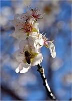 Cemre düşmesi olayı halk arasında baharın müjdecisi olarak biliniyor Cemre toplamda 3 defa hava su toprak düşüyor Cemrelerin düşmesinin ardından havalar ısınıyor Şubat ayını yarıladığımız bu günlerde 2020 nin ilk cemresi Ocak ın 19 20 sinde toprağa düştü adsbygoogle window adsbygoogle push