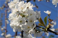 Halk arasında cemreler düştükten sonra bahar bayramı olarak Hıdırellez ve Nevruz kutlamaları yapılır adsbygoogle window adsbygoogle push