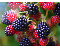 BÖĞÜRTLEN Antioksidan kapasisi yüksektir Serbest radikalleri hücrelere saldıran ve hücrelerde büyük değişimlere neden olan moleküller nötralize eder Bağışıklığı aktive ederek virüs ve bakterilerle savaşma gücü de sağlar