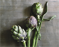 ENGİNAR Karaciğer dostudur Karaciğeri güçlendiren enginarın tüketimi arttıkça bağışıklık sistemi de güçlenir Enginar ayrıca kanı temizleme özelliğine de sahiptir Bu günlerde bol bol enginar tüketmekte fayda var