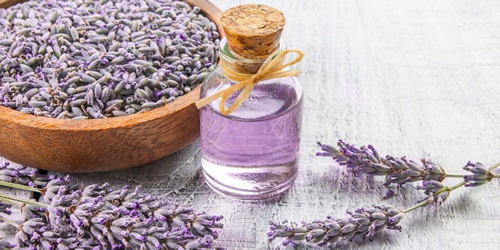 Uçucu yağı kozmetik ve parfüm sanayisinde kullanılan lavanta güzel kokusu nedeniyle sabun ve diğer endüstri kollarında ilaç sanayisinde ve ağrı kesici sakinleştirici uykusuzluk giderici özellikleriyle aroma terapide kullanılabiliyor