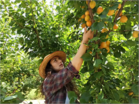 Kayısı ağaçlarında en uygun hasat elle toplama şeklinde olur bu sayede meyvelerin zarar görmemesi ve bir olgunlukta toplanmasını sağlanır