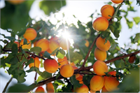 Kayısıları kurutmak için gün kurusu ya da kükürt ile kurutma yöntemleri kullanılır Kayısının renginin değişmesini önlemek kurutmada geçen süreyi azaltmak böceklenmemesini sağlamak ve daha çok dayanmasını sağlamak amacı ile en çok kükürtleme yöntemi kullanılmaktadır