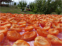 Ancak gün kurusu adı verilen yöntemde meyve daha lezzetli olmaktadır Bu yöntemde kayısının rengi daha koyu ve dayanıklılığı da daha azdır