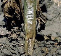 Verticillium solgunluğunun mücadelesine yönelik yapılan çalışmalarda ekim nöbeti dengeli gübreleme dengeli sulama yabancı ot mücadelesi ile dayanıklı çeşit geliştirme çalışmaları olur