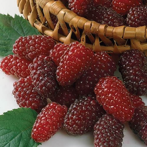 Loganberry bu renkli ailenin en genç üyelerinden biri Böğürtlen ile ahududunun bir kırması olan loganberry bundan yalnızca 138 yıl önce ABD li bir üretici olan James Harvey Logan tarafından yanlışlıkla icat edilmiş Ne böğürtlen kadar koyu ne de ahududu kadar açık bir kırmızı renge sahip olan meyvenin tadı da bu iki atasının toplamını andırıyor
