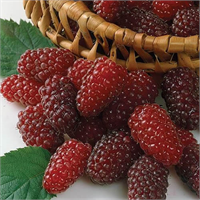 Loganberry bu renkli ailenin en genç üyelerinden biri Böğürtlen ile ahududunun bir kırması olan loganberry bundan yalnızca 138 yıl önce ABD li bir üretici olan James Harvey Logan tarafından yanlışlıkla icat edilmiş Ne böğürtlen kadar koyu ne de ahududu kadar açık bir kırmızı renge sahip olan meyvenin tadı da bu iki atasının toplamını andırıyor