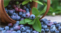 Uluslararası pazarda berry grubunda sayılan diğer meyve familyasını ise Ericaceae oluşturuyor Bu ailenin en meşhur üyesi ise bluberry yani maviyemiş ya da yabanmersini Antioksidan özellikleriyle sağlıklı beslenme menülerinin üst sıralarında gezinen yaban mersini yabanmersini Türkiye de de kendi grubunda en popüler meyvelerden biri