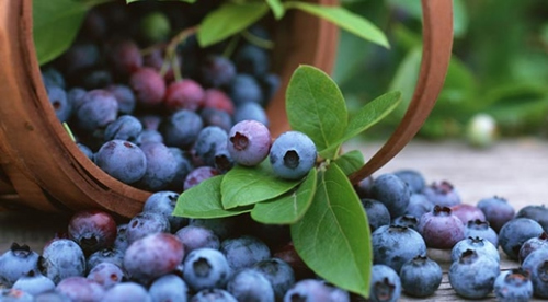 Uluslararası pazarda berry grubunda sayılan diğer meyve familyasını ise Ericaceae oluşturuyor Bu ailenin en meşhur üyesi ise bluberry yani maviyemiş ya da yabanmersini Antioksidan özellikleriyle sağlıklı beslenme menülerinin üst sıralarında gezinen yaban mersini yabanmersini Türkiye de de kendi grubunda en popüler meyvelerden biri