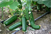 Malatya nasıl Doğu Anadolu nun meyve üretim merkeziyse bölgede sebzeciliğin misyonerliğini ise Elazığ yapıyor yaklaşık 6 bin 500 hektara yayılan sebze dikim alanlarında üretilen salatalık biber ve kurutulmuş domates gibi ürünler ihracat kapılarını bile açmaya başladı