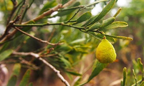 Aslen Güneydoğu Queensland a ait olan bu lime çeşidi Avustralya çöllerinde yabani olarak yetişiyor Yazın kavurucu sıcaklarına susuzluğa ve kışın soğuğuna dayanıklı bir yapıya sahip olan bu meyve yüksek tuz içeren topraklara karşı toleranslı Meyve çölde yabani olarak yetişen tek narenciye üyesi olma unvanına sahip