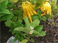 Yaz boyu çiçek açarak meyve vermeye devam eden bu turunçgil çeşidi hem renk hem de tat itibariyle limona benziyor Asit bakımdan da oldukça zengin İnsan eline benzerliği nedeniyle Buda nın eli ismini alan bu meyve Asya da uzun ömür ve iyi şans sembolü olarak kabul ediliyor